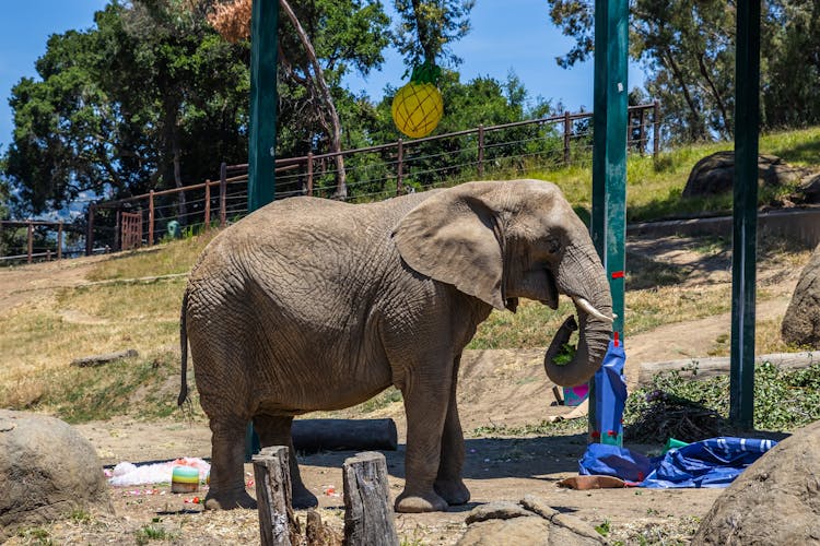 Elephant In ZOO Playing With Toys