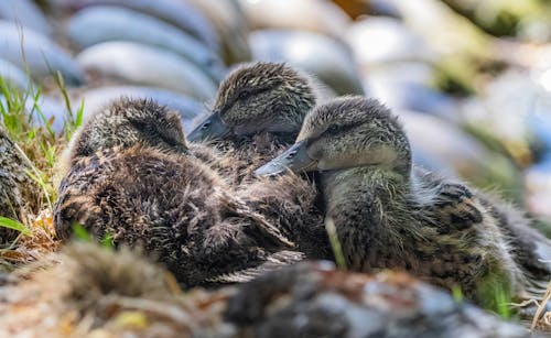 Wild Ducklings Sitting Close Together