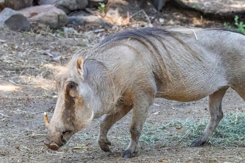 Free Close-up of a warthog walking in a zoo exhibiting its natural behavior and habitat. Stock Photo