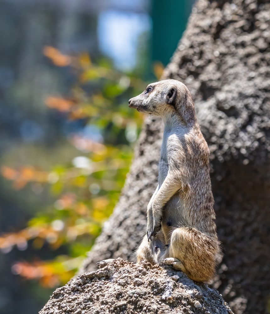 Sentry Photos, Download The BEST Free Sentry Stock Photos & HD Images