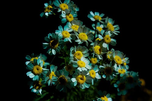 Ilmainen kuvapankkikuva tunnisteilla kasvit, krysanteemi, kukat