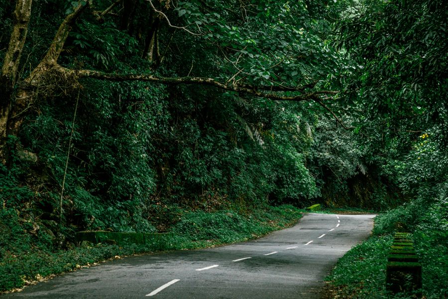 The kurinji years
