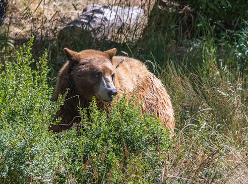 곰, 관목, 동물의 무료 스톡 사진