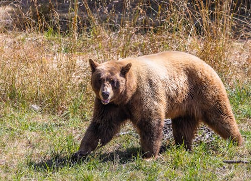 Foto d'estoc gratuïta de animal, caminant, depredador