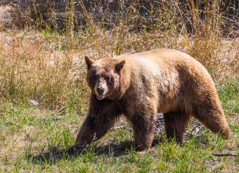 Brown bear strolling through a grassy field under daylight, showcasing wildlife in nature.