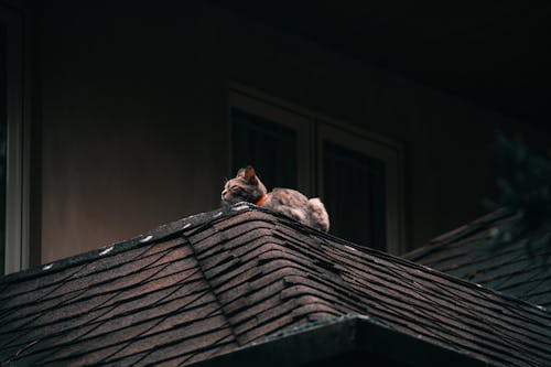 Darmowe zdjęcie z galerii z dach, kłamanie, kot