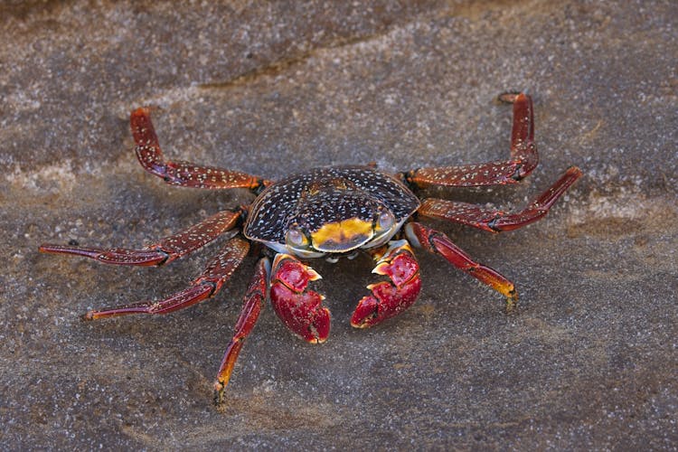 Sally Lightfoot Crab