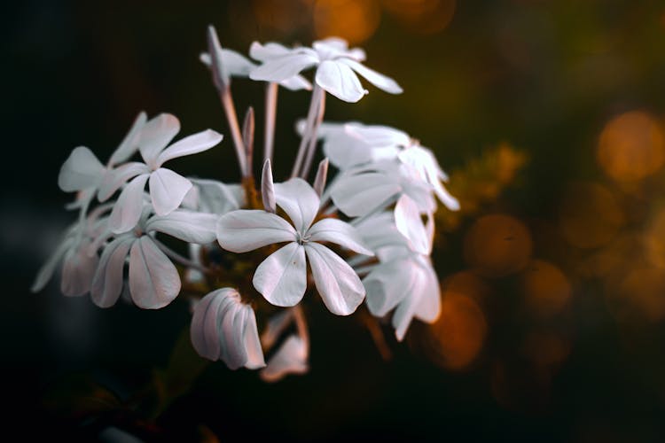 Close-up Of Delicate White Flowers 