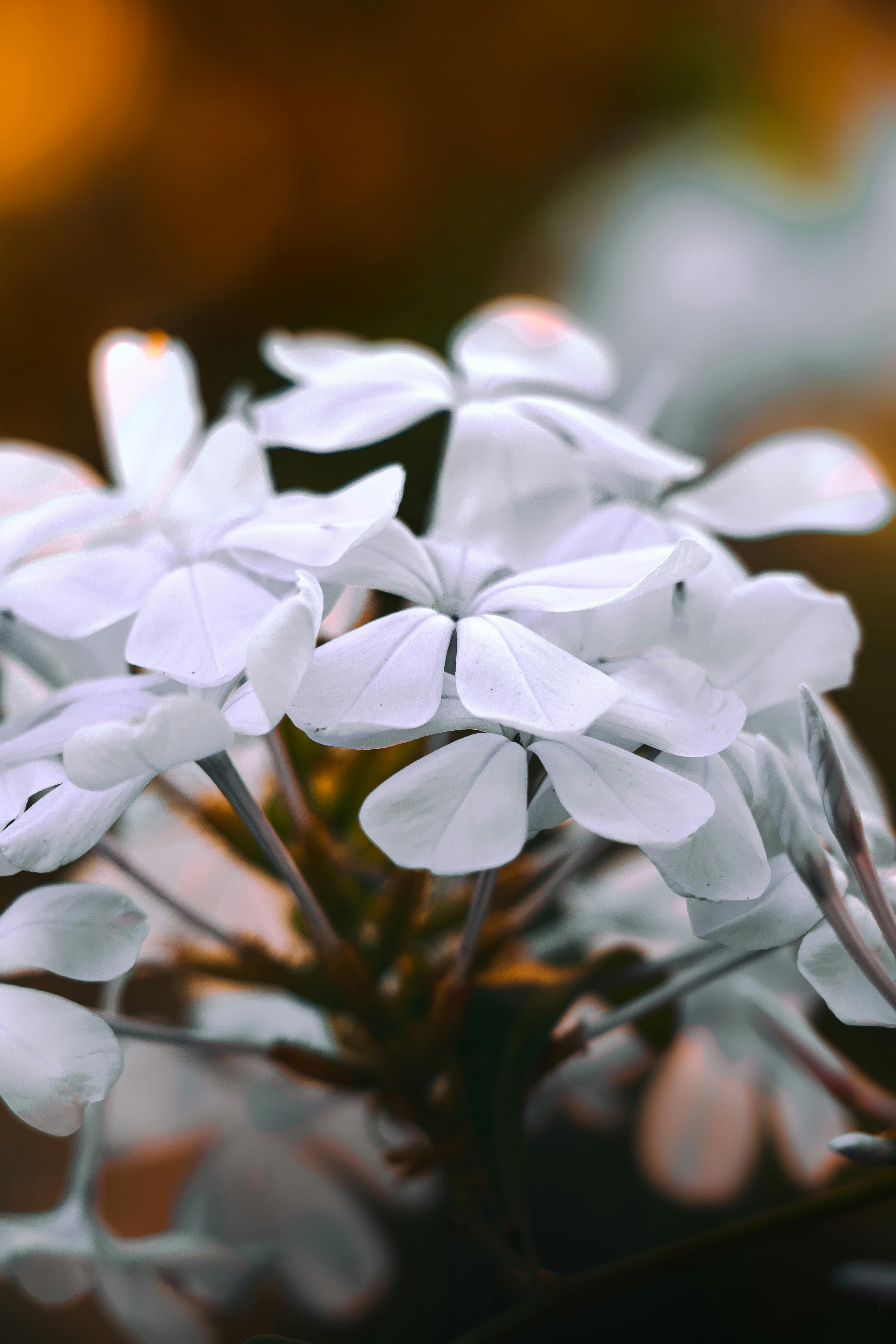 [ColoSach]-close-up-of-delicate-white-plumbago-flowers-with-warm-bokeh-background,-showcasing-nature's-elegance.