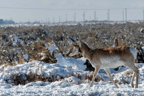 Free Brown and White Deer on Snow Ground Stock Photo