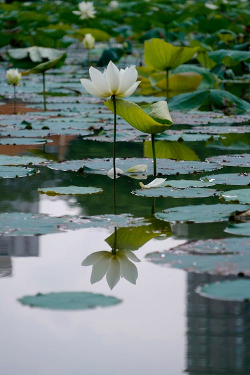 Gratis stockfoto met aquatisch, bladeren, bloeien