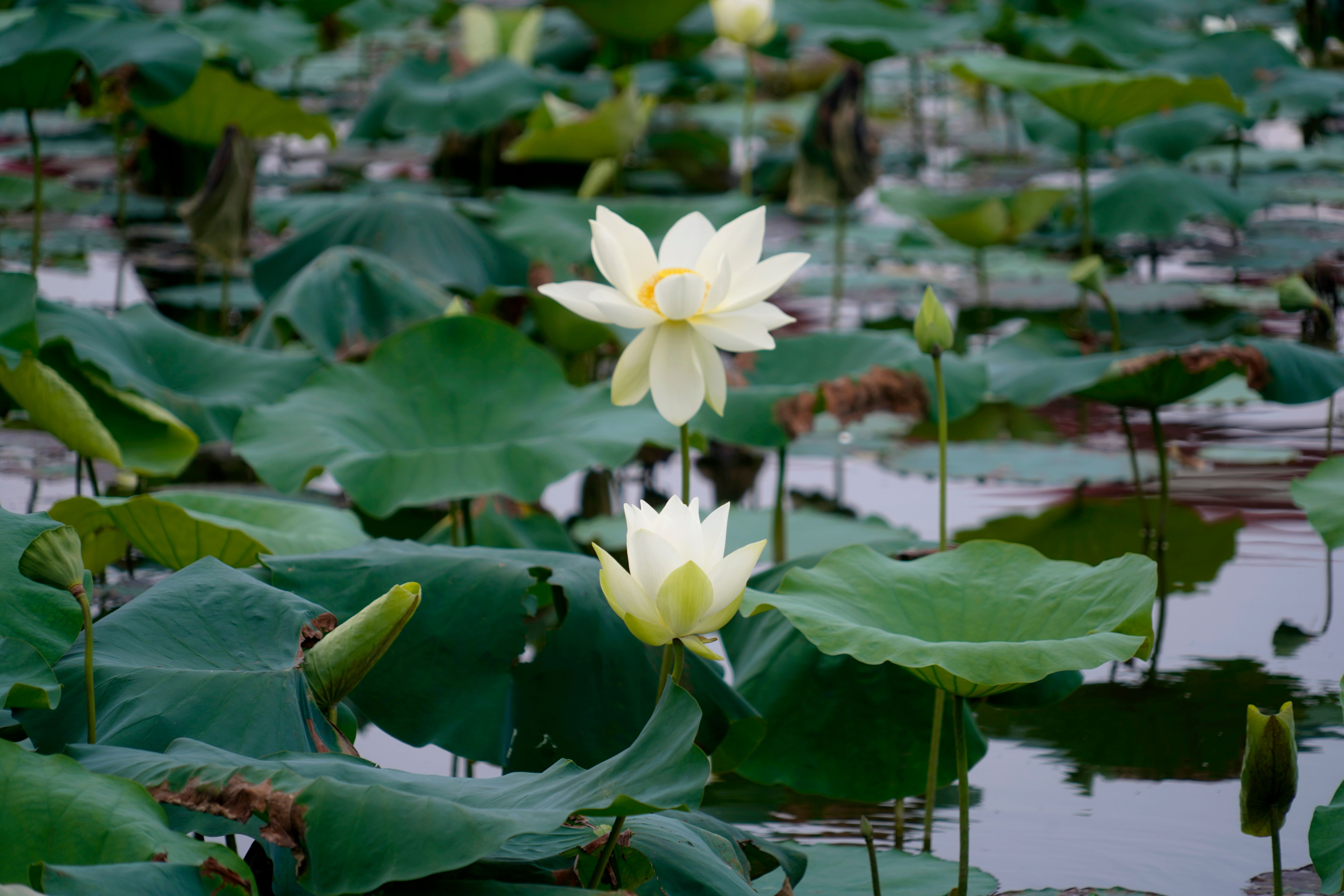 Pink lotus blooms