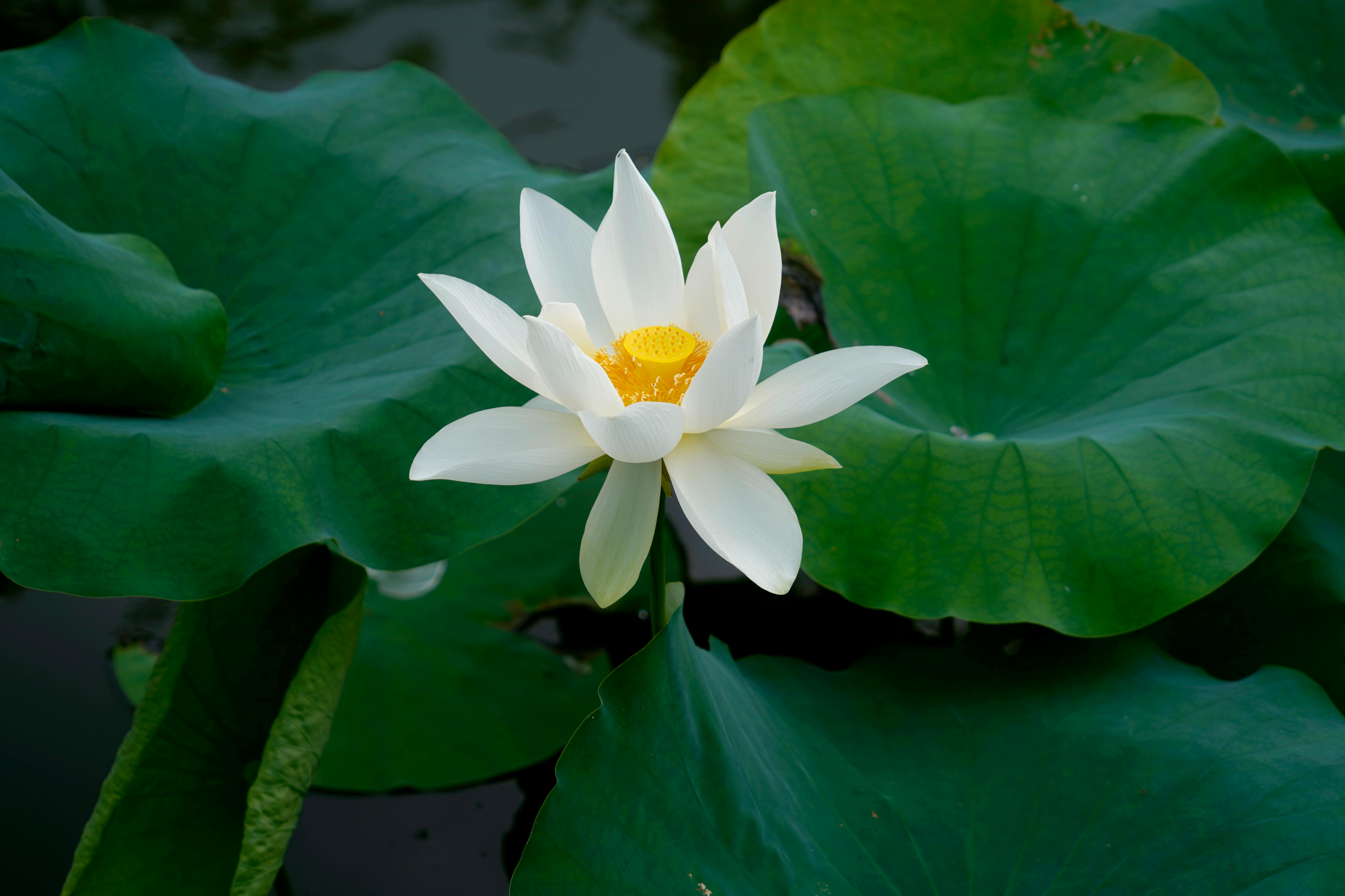 Lotus Flower Black And White Photos Download The BEST Free Lotus lotus-flower-black-and-white-photos-download-the-best-free-lotus