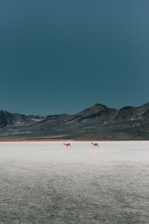 View of Animals Walking on a Salt Flat with Mountains in the Background 