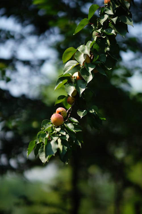 Fotos de stock gratuitas de apple, árbol, de cerca