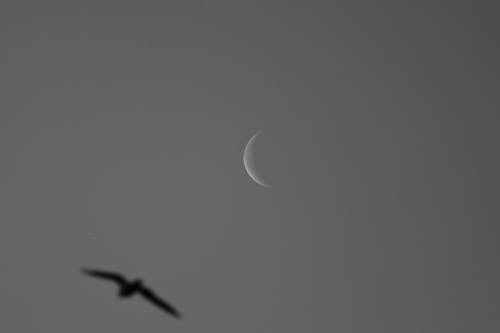 Defocused Photo of a Bird Flying against a Sky with Crescent Moon 