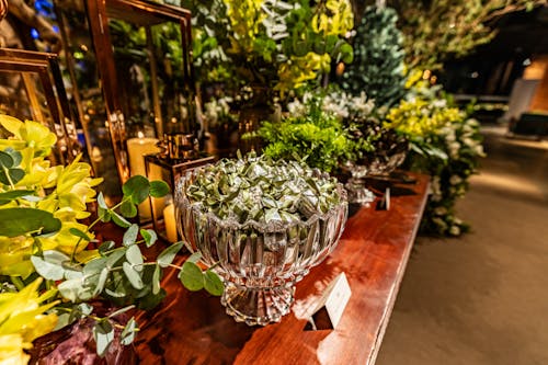 Plants in a Greenhouse