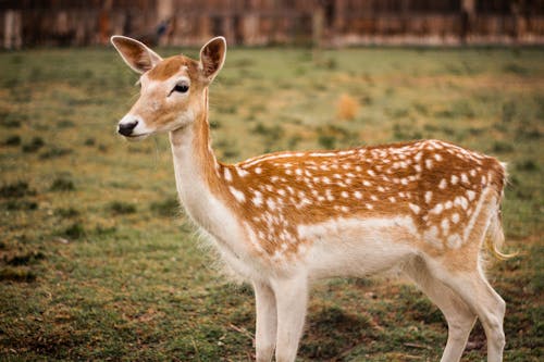 Close up of Deer Fawn