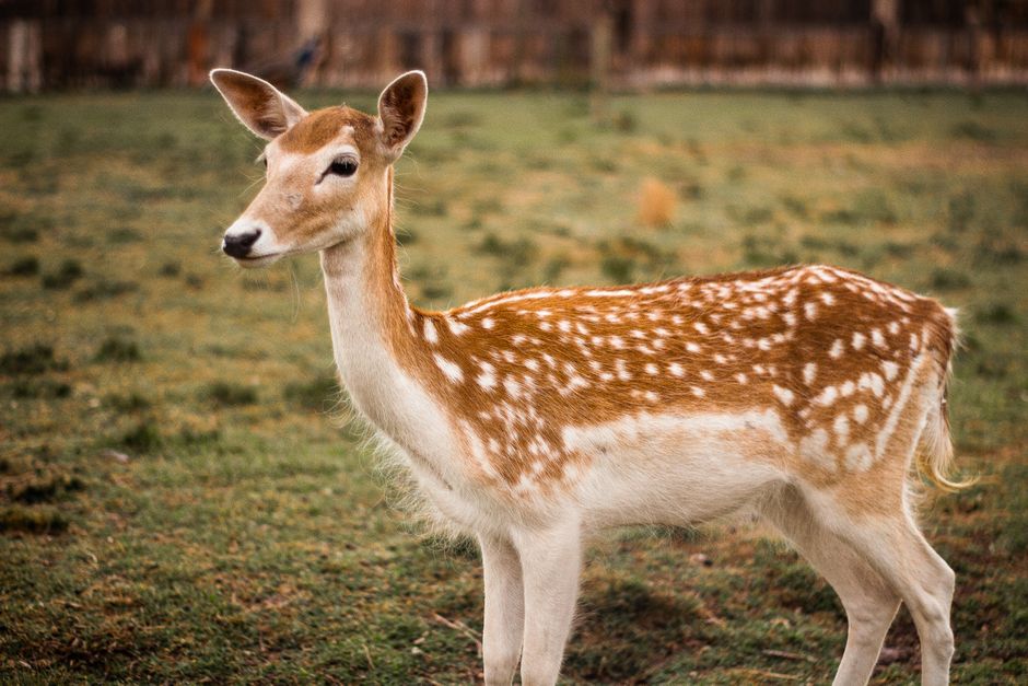 A beautiful young fawn standing in a lush, green outdoor setting.