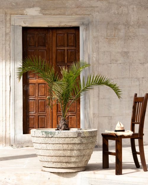 Free A rustic scene featuring a wooden door, potted palm, and chair on a sunlit patio. Stock Photo