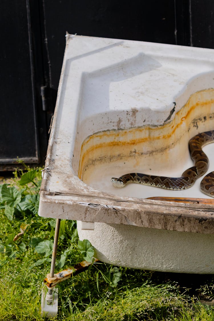 Snake In Bathtub On Grass