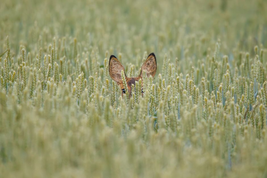 A deer camouflaged in a wheat field, with only its ears visible, capturing the essence of wildlife photography.