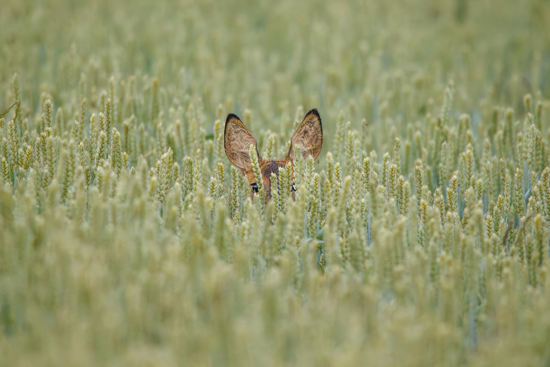 Deer Ears in Green Field