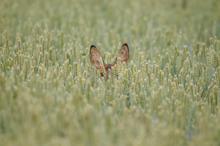 Deer Ears In Green Field 