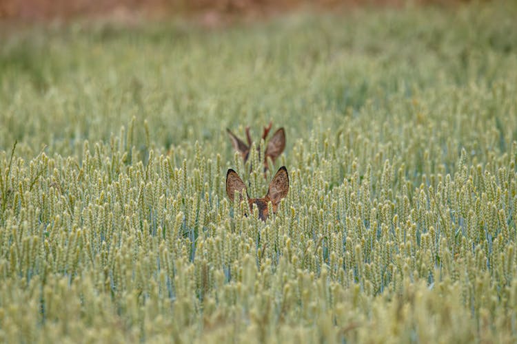 Deer Hiding In Grass Field