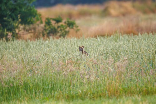 Hidden Animal on Meadow