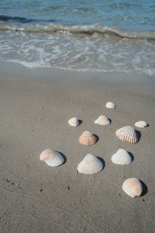 Seashells on the Beach 