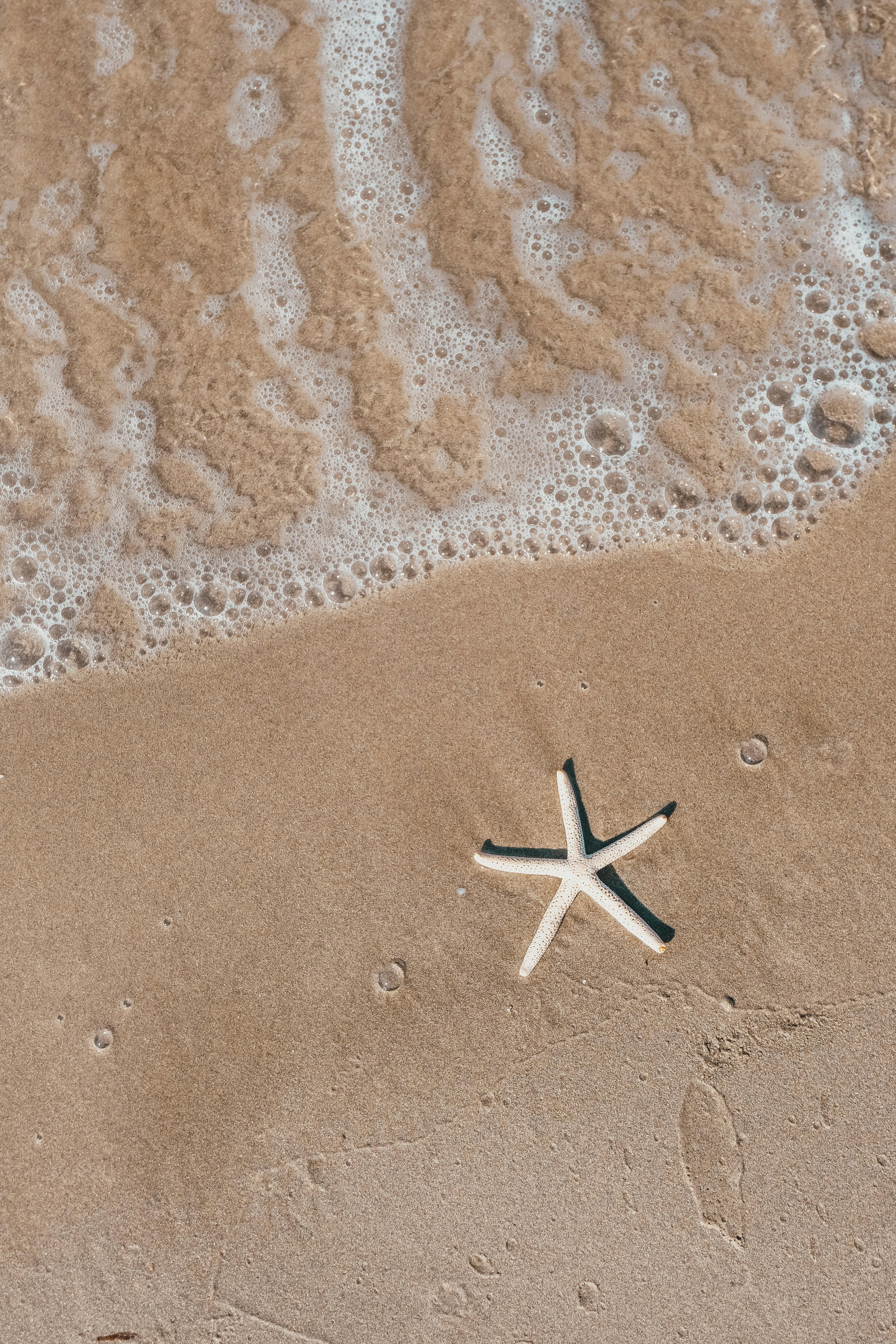 A starfish on sandy beach with gentle waves, capturing calm and nature's beauty.