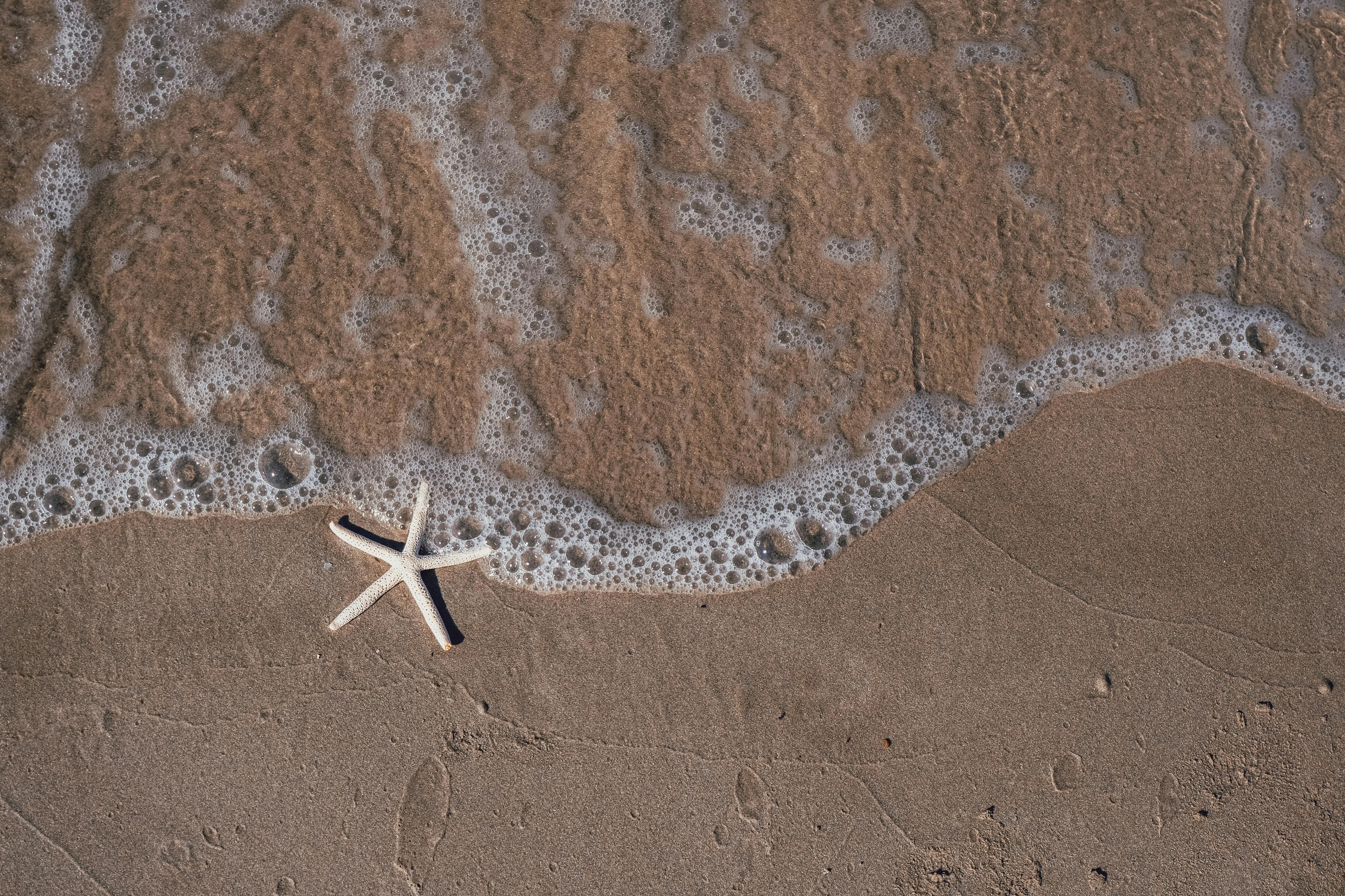 Starfish on the shore with foamy waves gently touching the sand.
