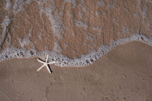 starfish photo
