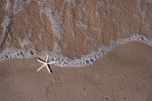 Free Starfish on the shore with foamy waves gently touching the sand. Stock Photo