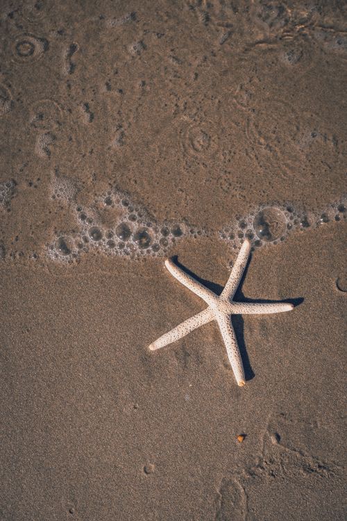 Free Close-up of a starfish on sandy beach with gentle waves, captured at sunset. Stock Photo