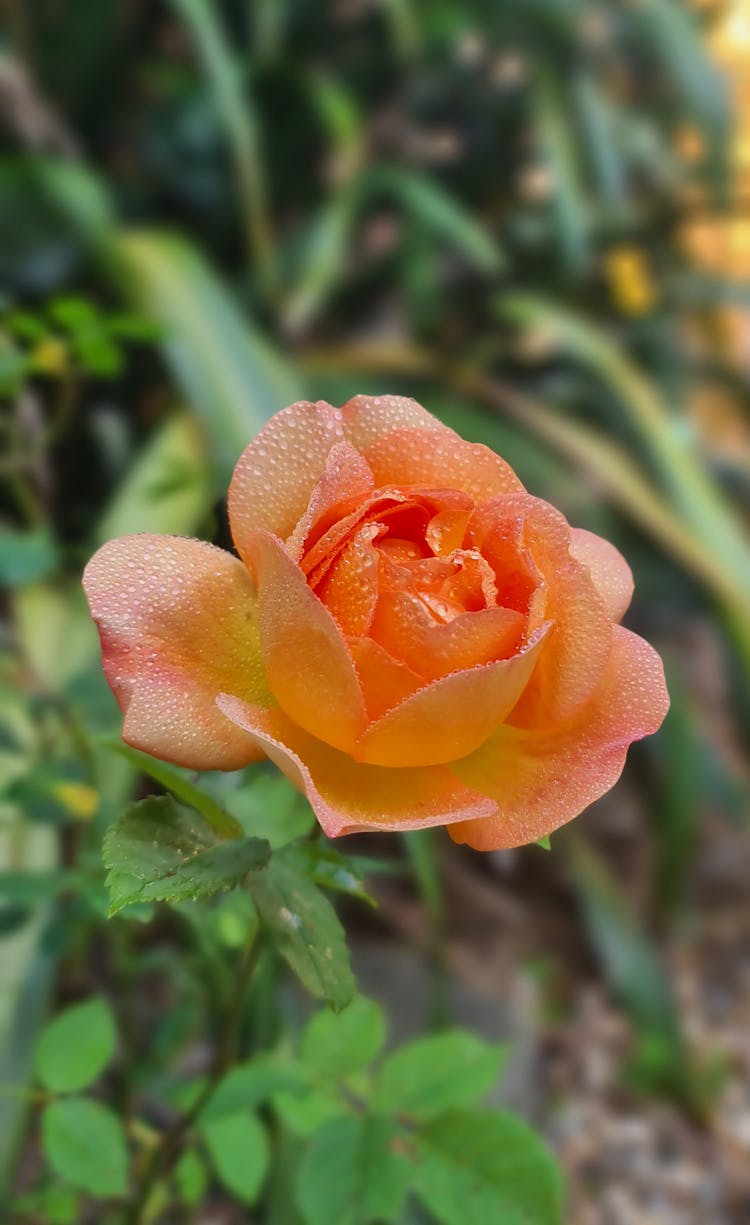 English Shrub Rose By David Austin