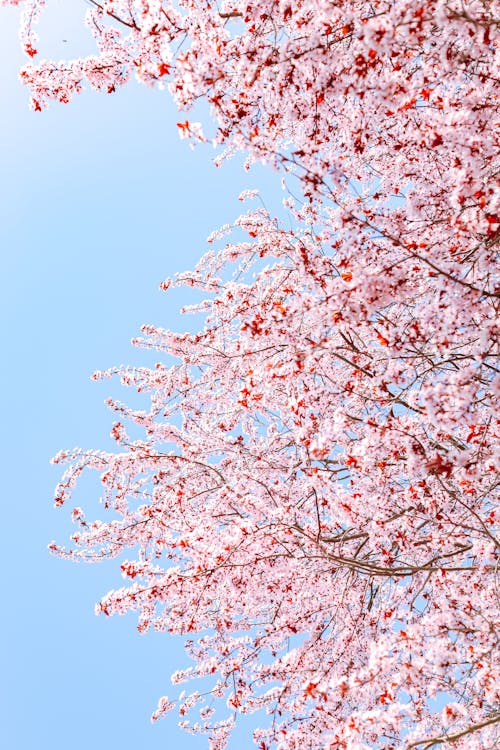 Foto profissional grátis de árvore de cereja, broto, céu