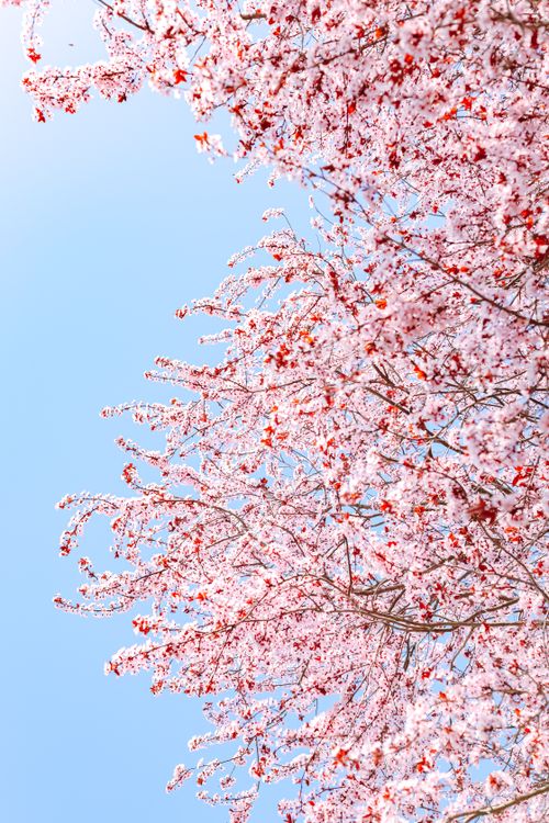 Free stock photo of bloom, blossoms, cherry blossoms Stock Photo