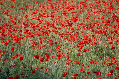 Immagine gratuita di estate, fiori estivi, fiori rossi