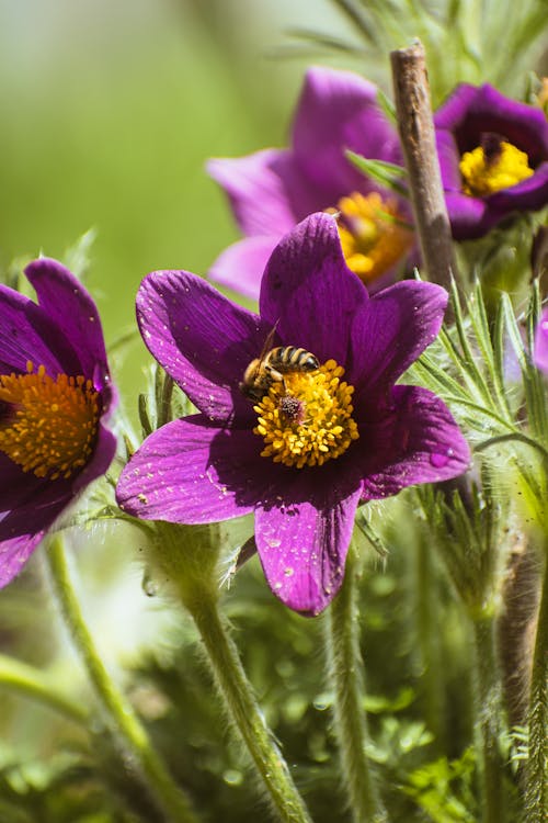 Bee and anemone flowers