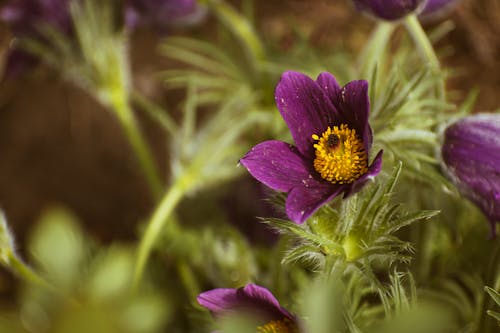 A close up of a purple flower with a bee in it