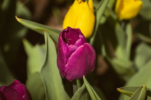 A purple and yellow tulip is in the sun