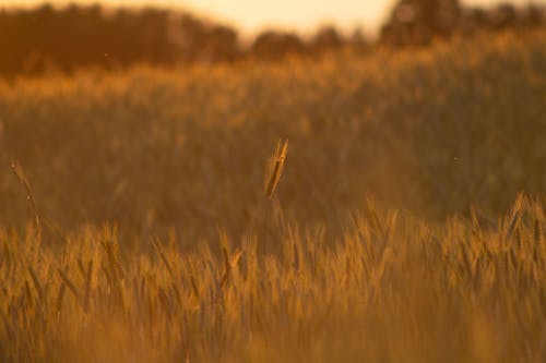 Immagine gratuita di campagna, campo di grano, carta da parati al tramonto