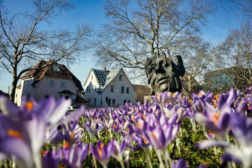 View of Purple Crocuses and a Modern Sculpture of a Face in a Park 