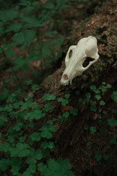 Close-up of an animal skull on a mossy tree trunk surrounded by forest foliage.