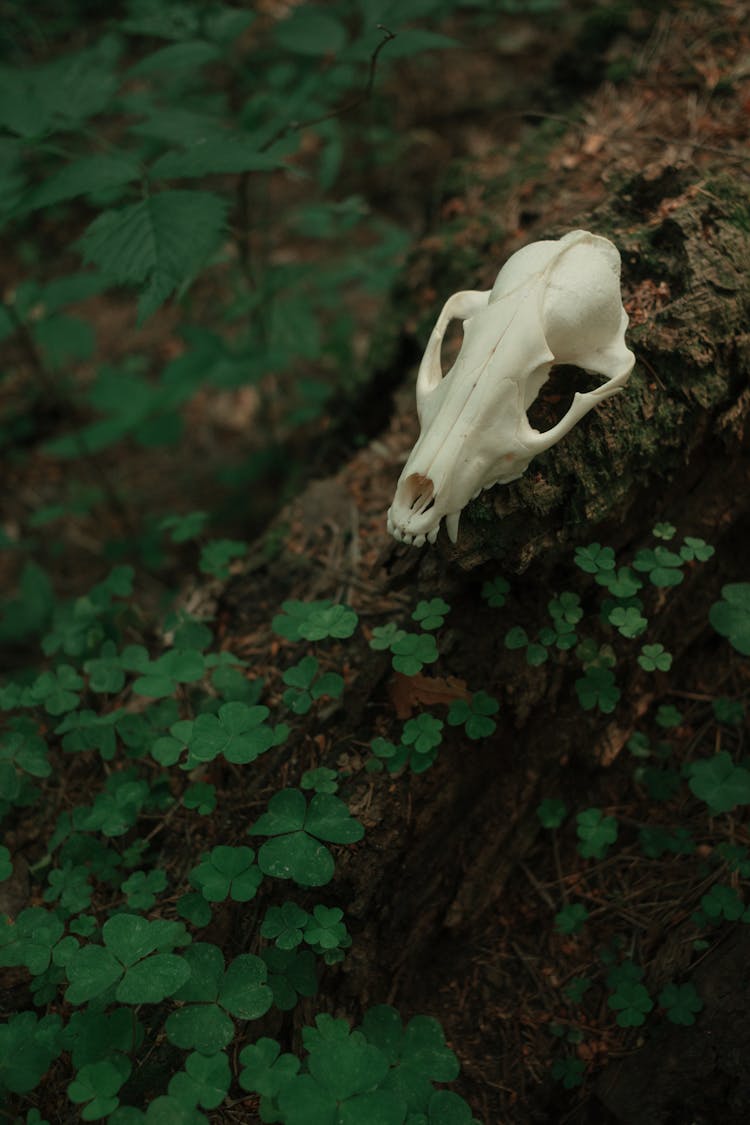 Plants Around Cow Skull