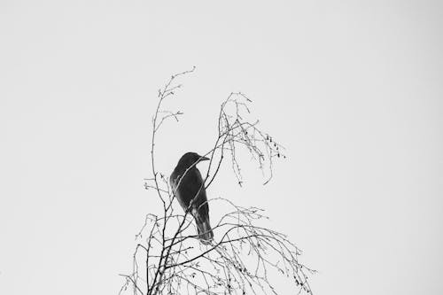 Foto profissional grátis de árvore, ave, escala de cinza