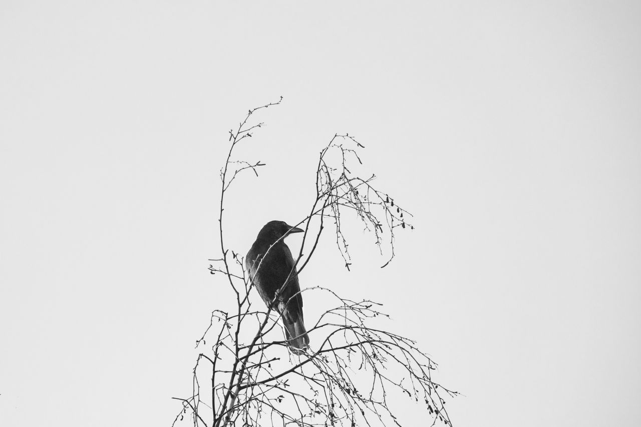 monochrome photograph of a crow perched on bare tree branches with a c