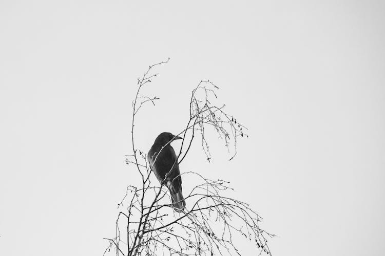 Crow On Tree